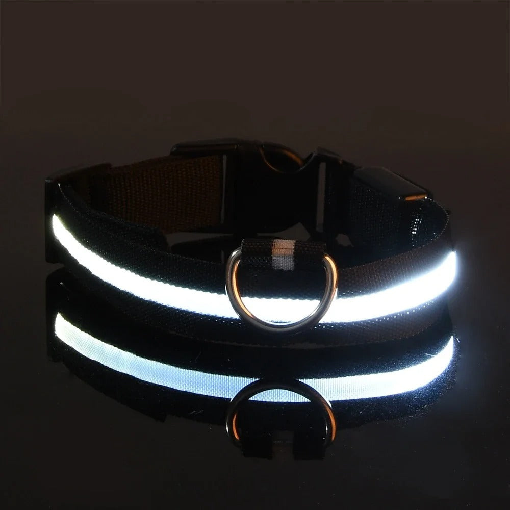 Laisse et collier lumineux rechargeable pour chien