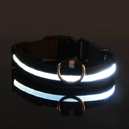 Laisse et collier lumineux rechargeable pour chien