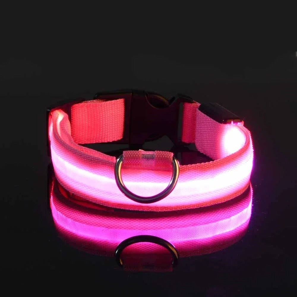 Laisse et collier lumineux rechargeable pour chien